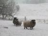 Sheep in snow